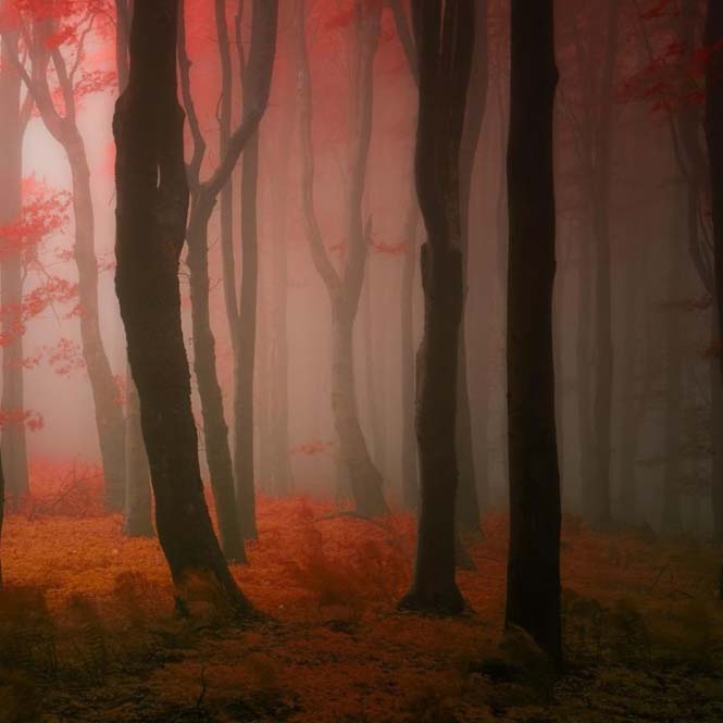 20 εκπληκτικές φωτογραφίες φθινοπωρινών δασών από τον Janek Sedlar (2)