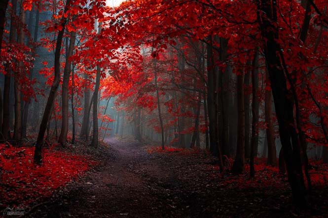 20 εκπληκτικές φωτογραφίες φθινοπωρινών δασών από τον Janek Sedlar (3)