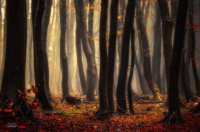 20 εκπληκτικές φωτογραφίες φθινοπωρινών δασών από τον Janek Sedlar (17)