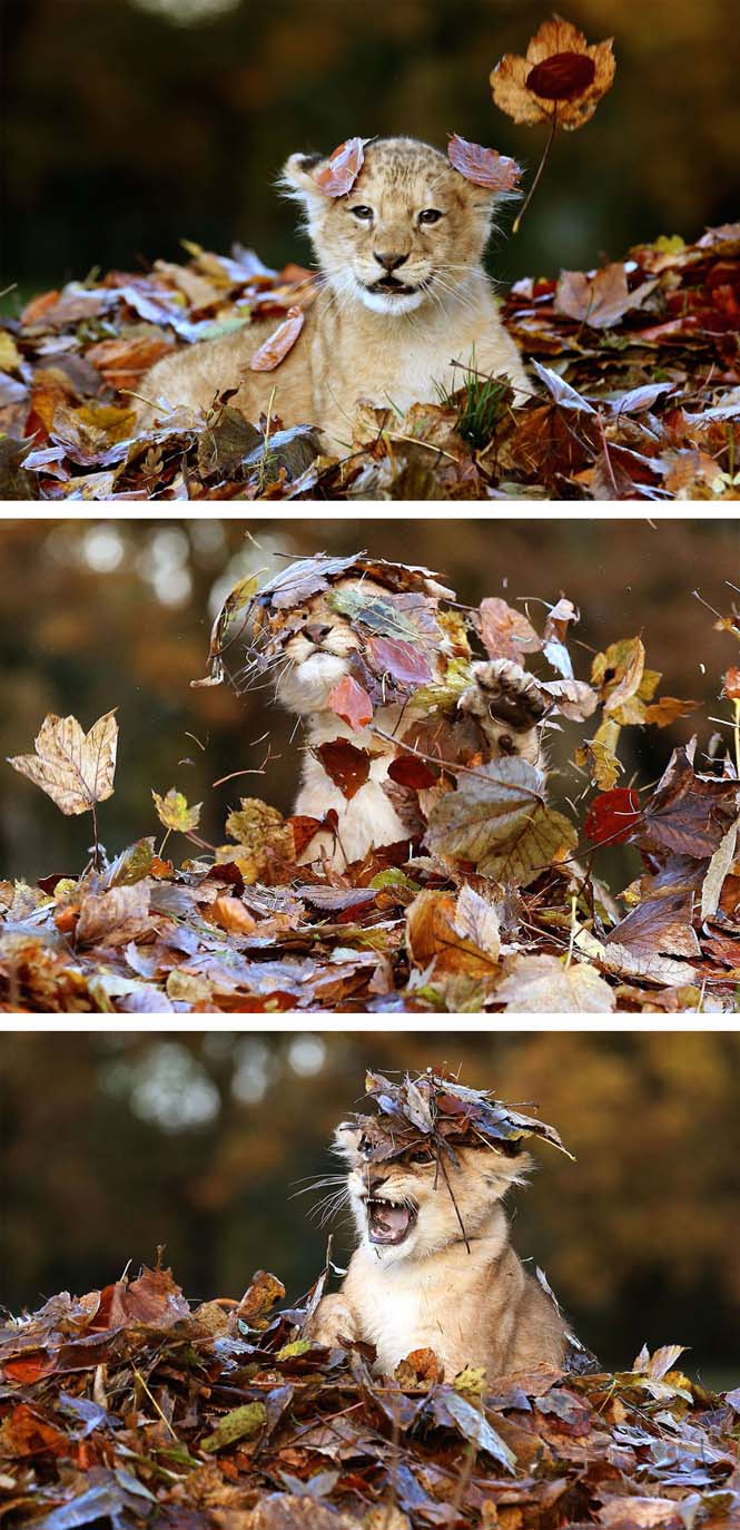 Eκπληκτικές φωτογραφίες ζώων που απολαμβάνουν το Φθινόπωρο (1)