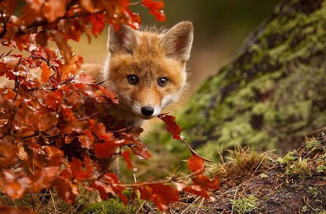 Eκπληκτικές φωτογραφίες ζώων που απολαμβάνουν το Φθινόπωρο (4)