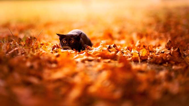 Eκπληκτικές φωτογραφίες ζώων που απολαμβάνουν το Φθινόπωρο (7)