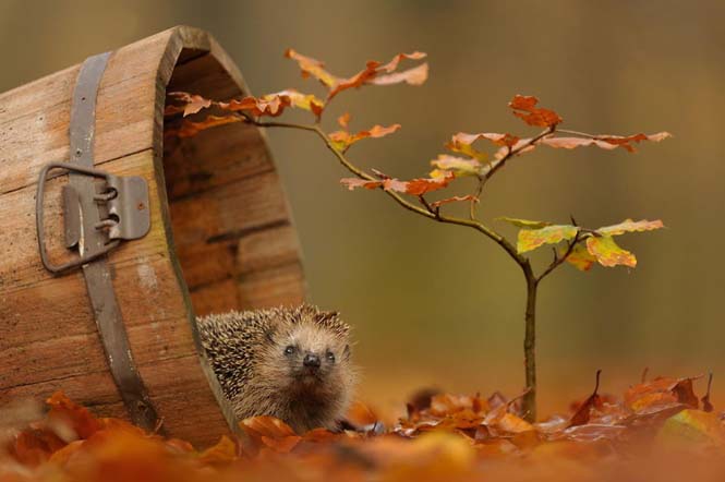 Eκπληκτικές φωτογραφίες ζώων που απολαμβάνουν το Φθινόπωρο (9)