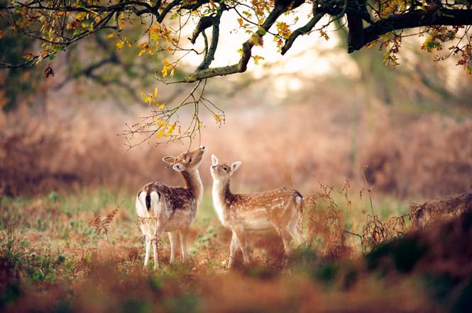 Eκπληκτικές φωτογραφίες ζώων που απολαμβάνουν το Φθινόπωρο (13)