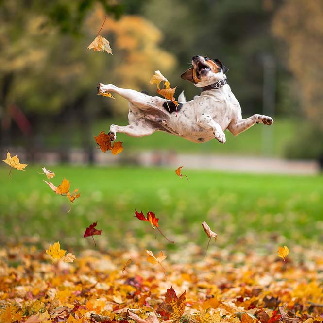 Eκπληκτικές φωτογραφίες ζώων που απολαμβάνουν το Φθινόπωρο (15)