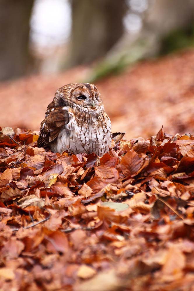 Eκπληκτικές φωτογραφίες ζώων που απολαμβάνουν το Φθινόπωρο (17)