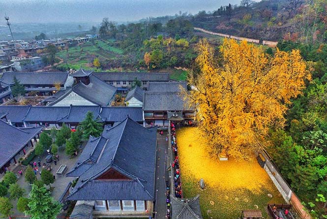 Δένδρο 1.400 ετών σε βουδιστικό ναό στρώνει κάθε χρόνο χρυσό «χαλί» για τον Χειμώνα (1)