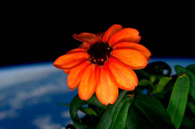 Το πρώτο λουλούδι που άνθισε στο διάστημα (3)