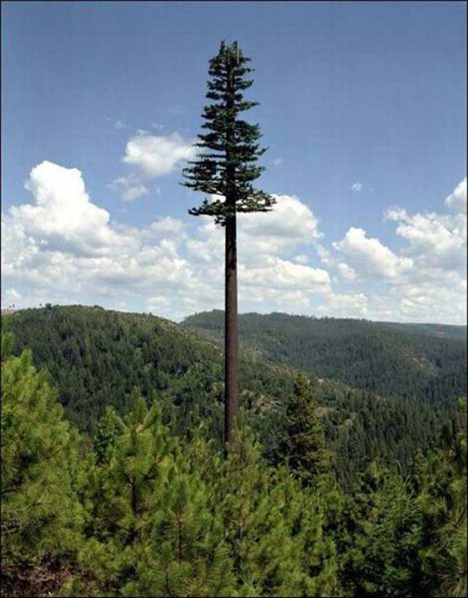 Νομίζετε πως πρόκειται για ένα δένδρο; Κοιτάξτε πιο προσεκτικά... (2)