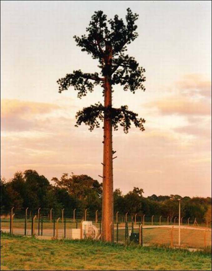Νομίζετε πως πρόκειται για ένα δένδρο; Κοιτάξτε πιο προσεκτικά... (7)