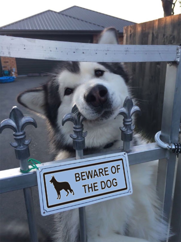Όταν οι πινακίδες «Προσοχή σκύλος» αποκτούν κωμική διάσταση (10)