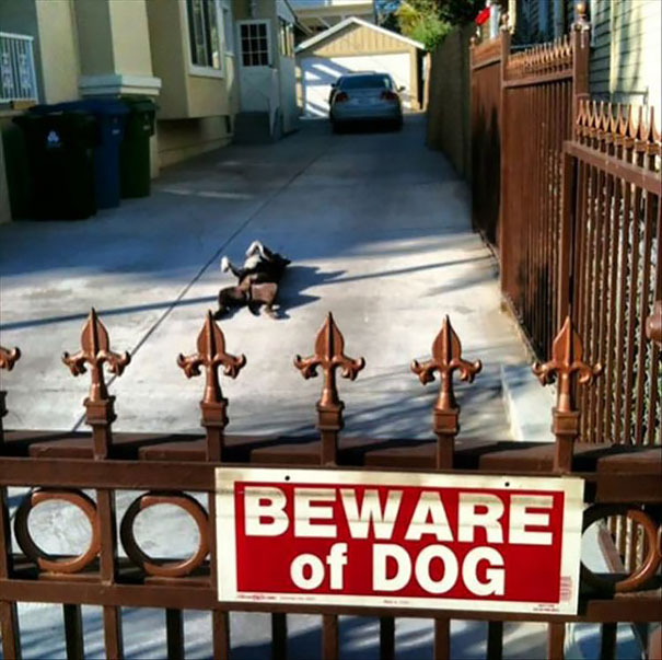 Όταν οι πινακίδες «Προσοχή σκύλος» αποκτούν κωμική διάσταση (16)
