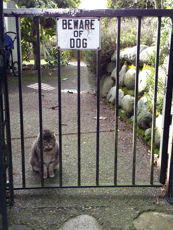 Όταν οι πινακίδες «Προσοχή σκύλος» αποκτούν κωμική διάσταση (19)