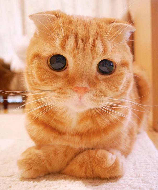 25+ από τις πιο όμορφες γάτες στον κόσμο (22)