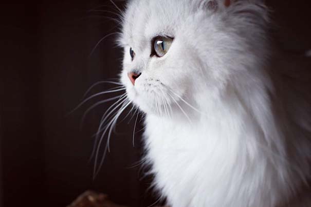 25+ από τις πιο όμορφες γάτες στον κόσμο (24)