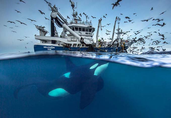 Καθηγητής βιολογίας φωτογραφίζει φάλαινες στην Αρκτική (3)