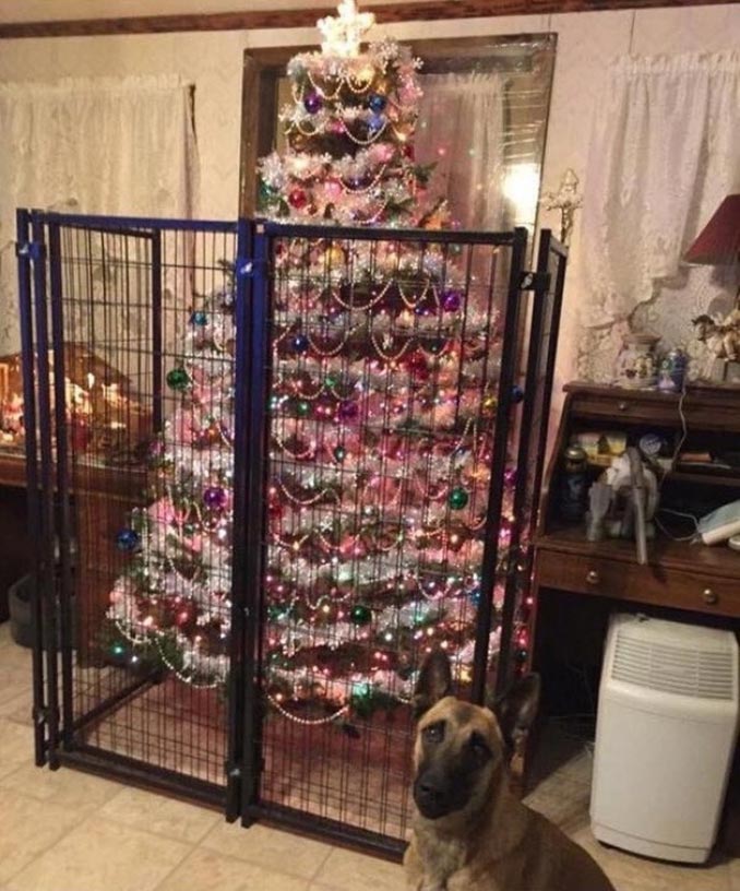 Κάποιος δεν είναι να τον εμπιστεύεσαι με το χριστουγεννιάτικο δέντρο… | Φωτογραφία της ημέρας