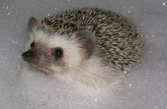 Hedgehog Bathing