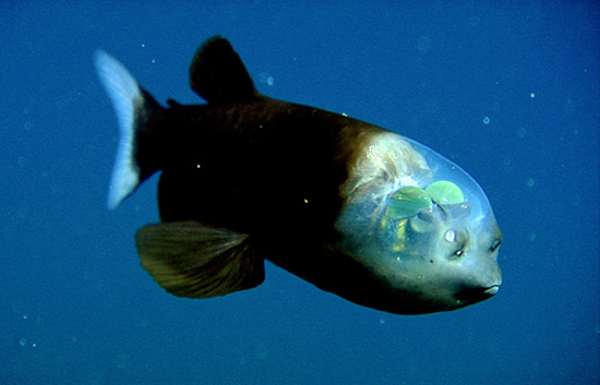 Ψάρι με διάφανο κεφάλι