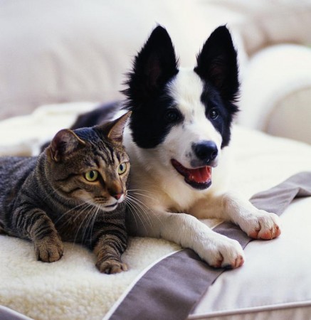 Γάτες και σκύλοι