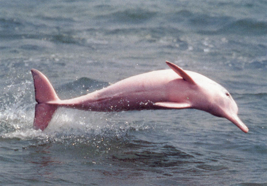 Ροζ δελφίνι