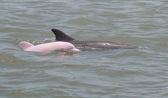 Ροζ δελφίνι