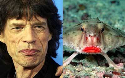 Διασημότητες που μοιάζουν με περίεργα πλάσματα/ Mick Jagger - A batfish