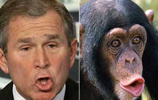 Διασημότητες που μοιάζουν με περίεργα πλάσματα/ George Bush - Chimpanzee