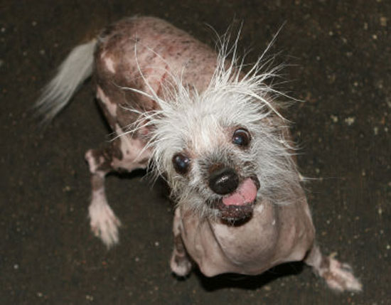 Rascal: Το πιο άσχημο σκυλί του κόσμου