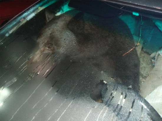 Αρκούδα μπήκε σε αυτοκίνητο