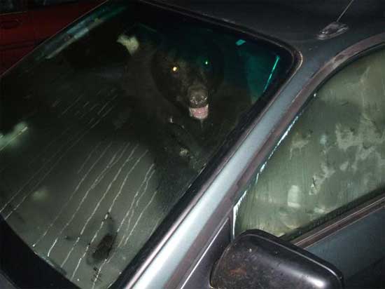 Αρκούδα μπήκε σε αυτοκίνητο
