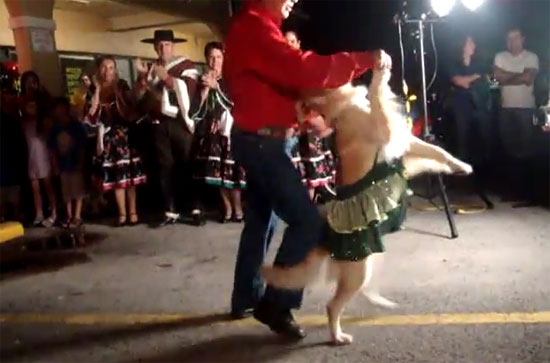 Σκύλος χορεύει latin