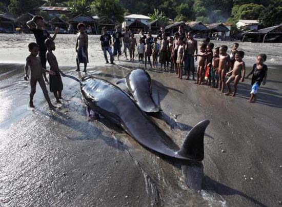 Κυνήγι φαλαινών στην Ινδονησία (18)