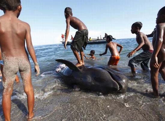 Κυνήγι φαλαινών στην Ινδονησία (19)