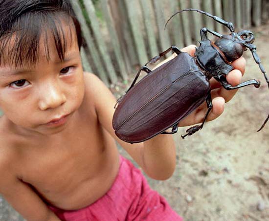 Τα 16 μεγαλύτερα έντομα στον κόσμο (1)