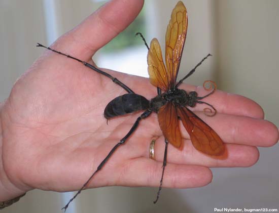 Τα 16 μεγαλύτερα έντομα στον κόσμο (11)