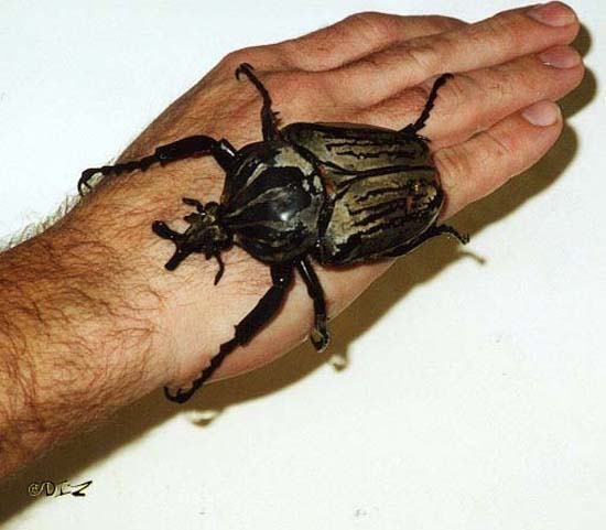 Τα 16 μεγαλύτερα έντομα στον κόσμο (4)