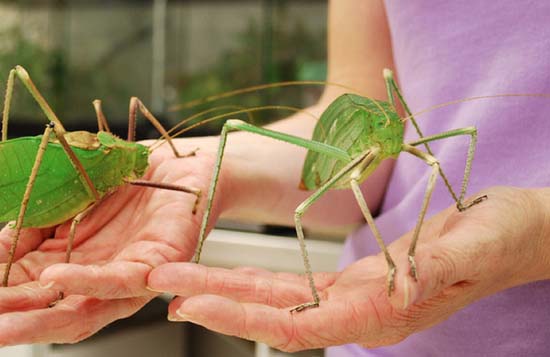 Τα 16 μεγαλύτερα έντομα στον κόσμο (3)