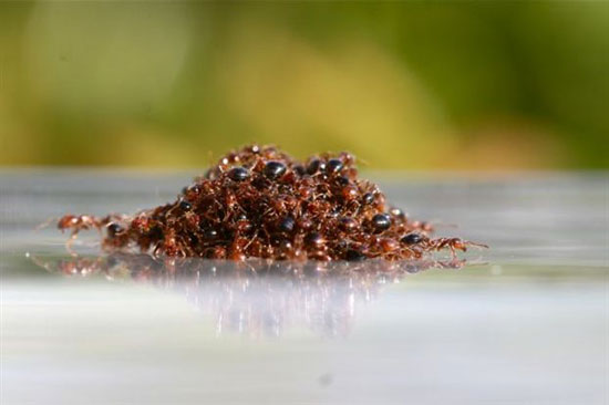 Μυρμήγκια σχηματίζουν σχεδίες για να μην πνιγούν