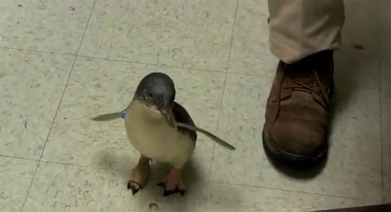 Ο μικρός πιγκουίνος που γαργαλιέται
