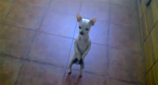 Chihuahua χορεύει Flamenco