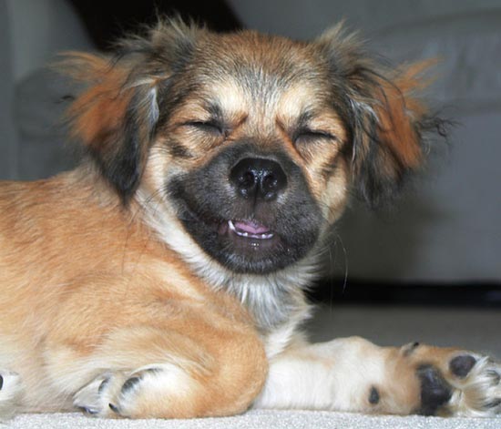 Τα 25 πιο παράξενα χαμόγελα σκύλων (19)