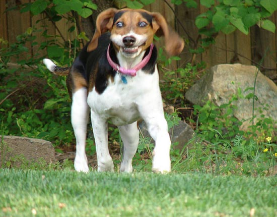 Τα 25 πιο παράξενα χαμόγελα σκύλων (18)