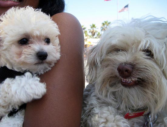 Τα 25 πιο παράξενα χαμόγελα σκύλων (10)