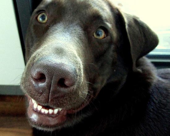 Τα 25 πιο παράξενα χαμόγελα σκύλων (5)