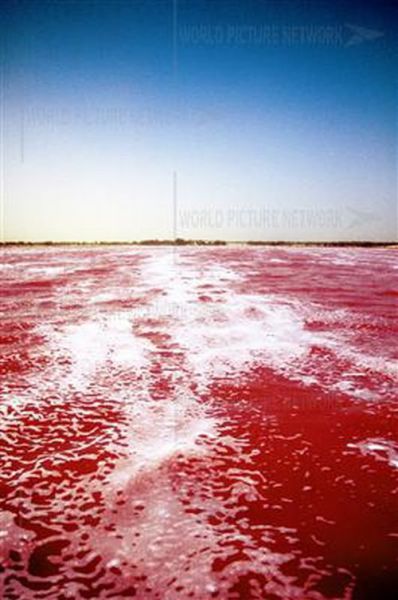 Ροζ λίμνη στη Σενεγάλη (13)
