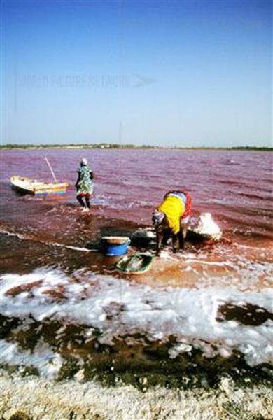 Ροζ λίμνη στη Σενεγάλη (17)