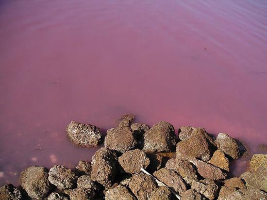 Ροζ λίμνη στη Σενεγάλη (23)