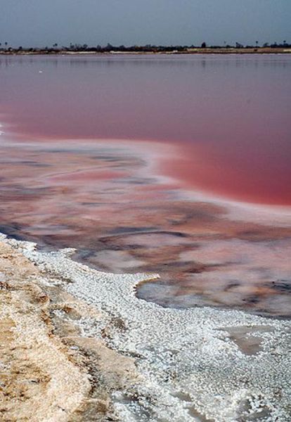 Ροζ λίμνη στη Σενεγάλη (24)