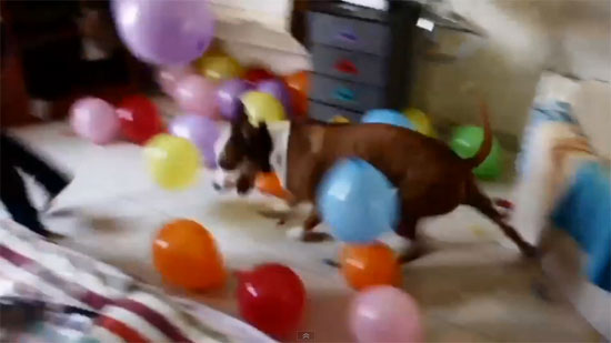 Τα ονειρεμένα γενέθλια ενός σκύλου